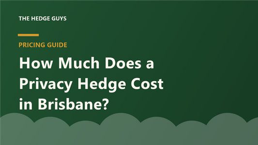 Pricing guide cover: how much does a privacy hedge cost in Brisbane