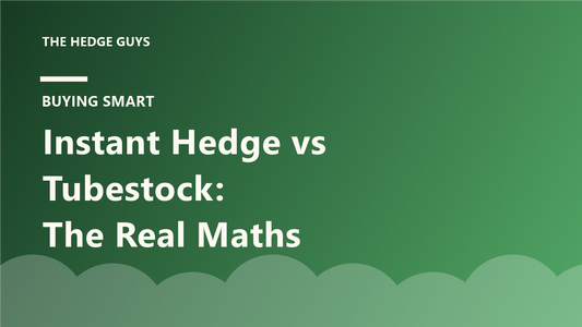 Cover image: instant hedge versus tubestock cost comparison