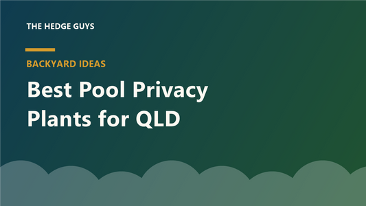 Cover image: best pool privacy plants for Queensland