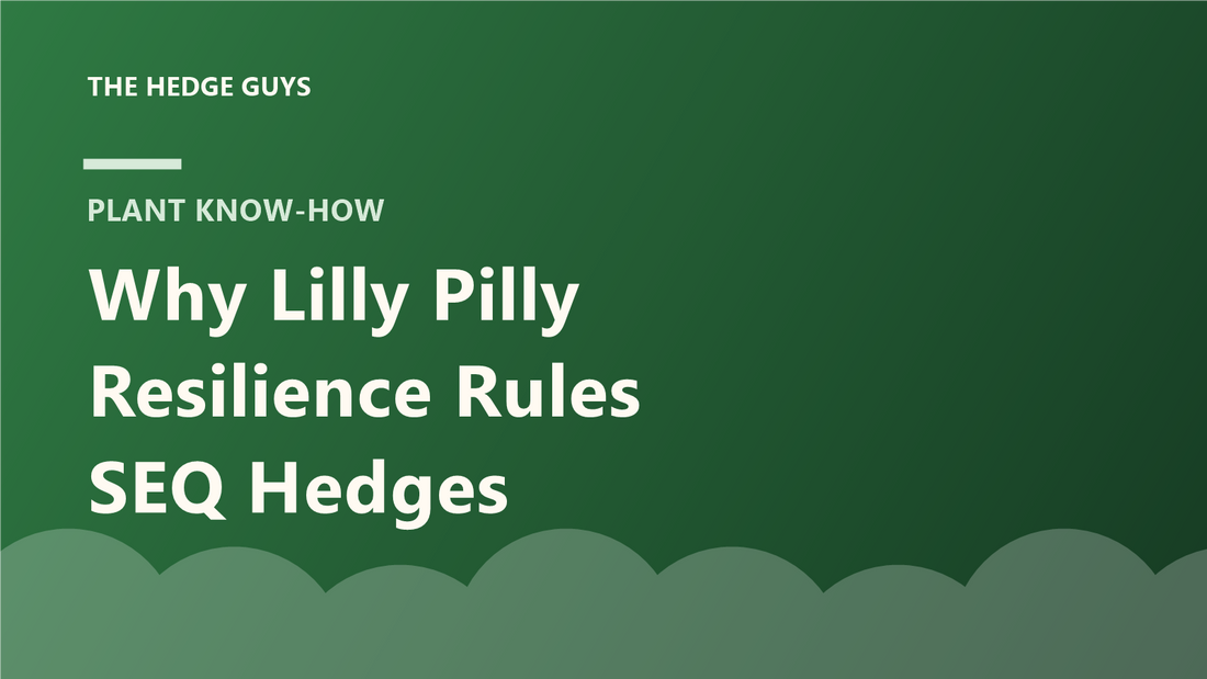 Cover image: why Lilly Pilly Resilience rules SEQ hedges
