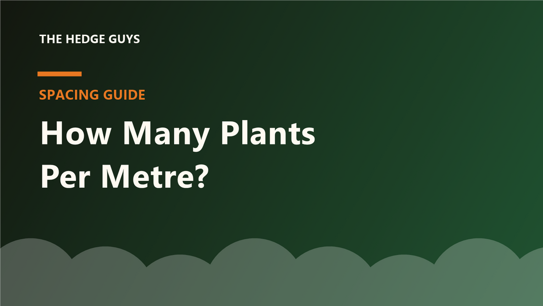 Cover image: how many hedge plants per metre spacing guide