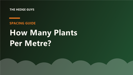 Cover image: how many hedge plants per metre spacing guide