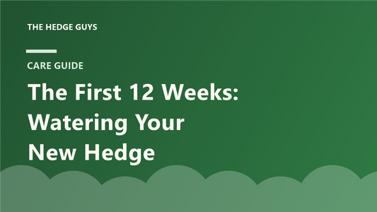 Cover image: watering your new hedge in the first 12 weeks