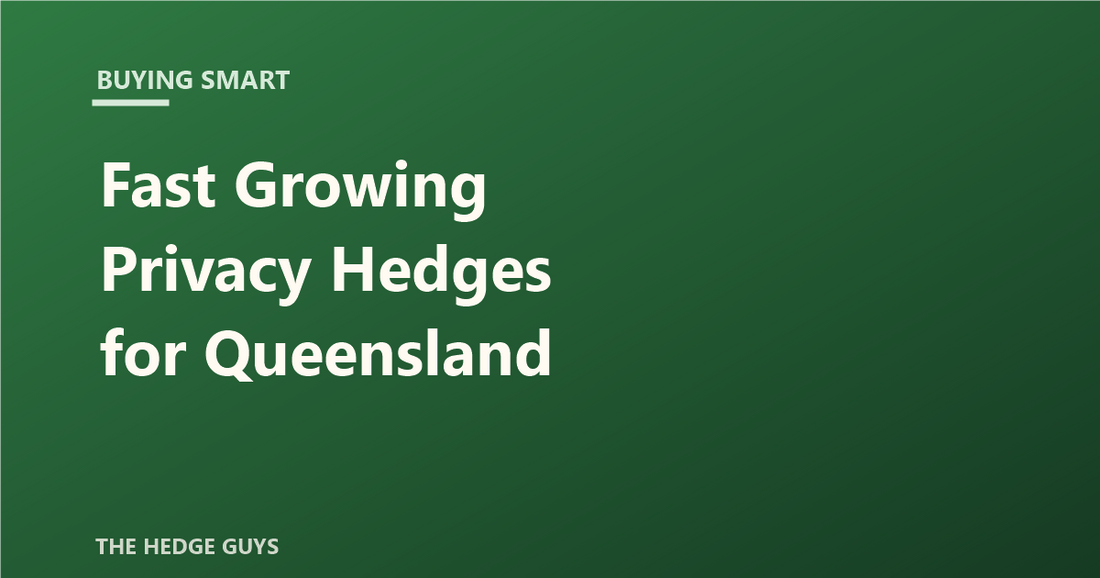 Buying Smart: Fast Growing Privacy Hedges for Queensland