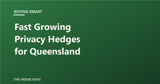 Buying Smart: Fast Growing Privacy Hedges for Queensland