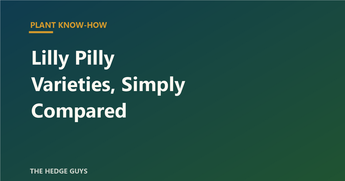 Plant Know-How: Lilly Pilly Varieties, Simply Compared