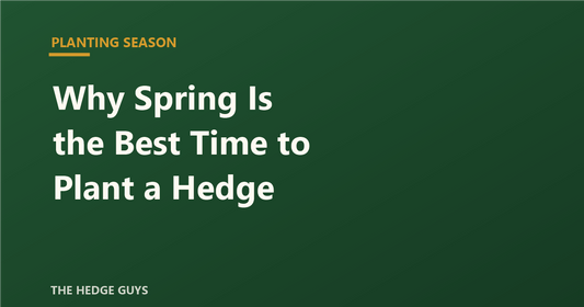 Planting Season: Why Spring Is the Best Time to Plant a Hedge