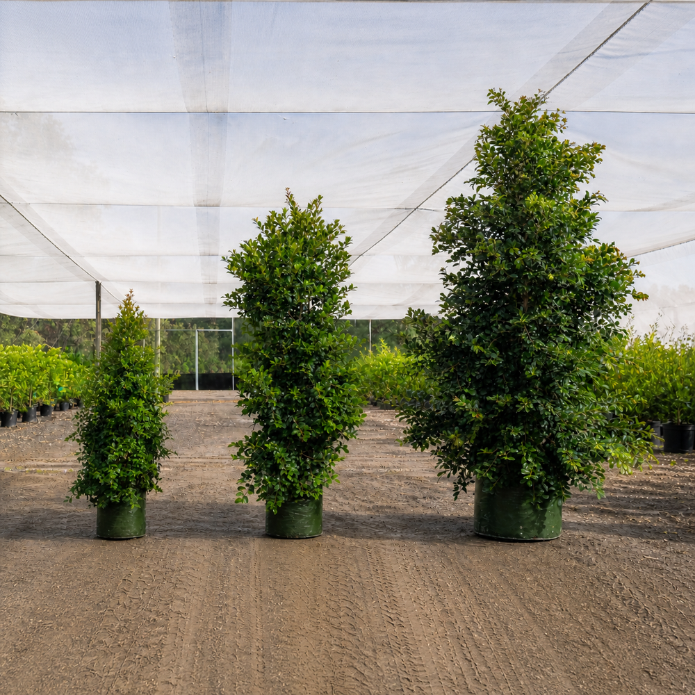 Lilly Pilly privacy hedges for Brisbane and Gold Coast homes