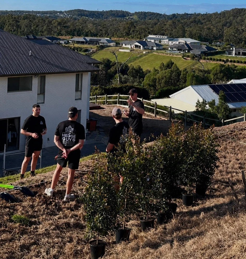 Professional installation crew planting an advanced hedge