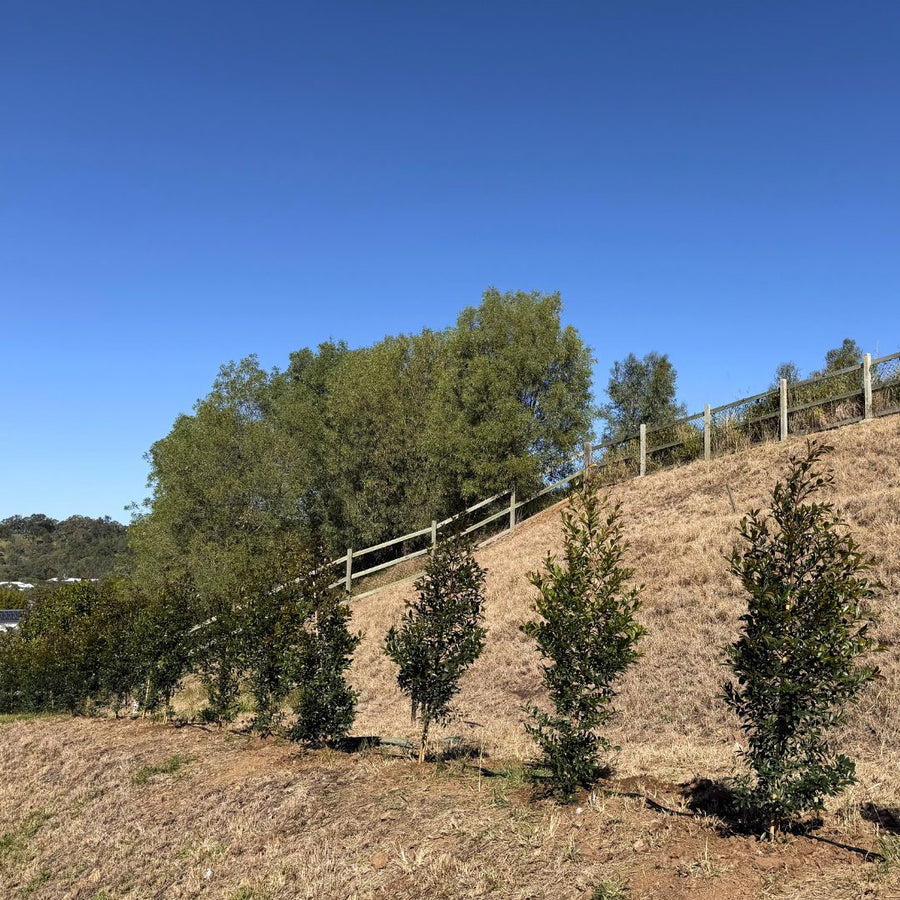 After: an acreage slope before and after screening trees were planted