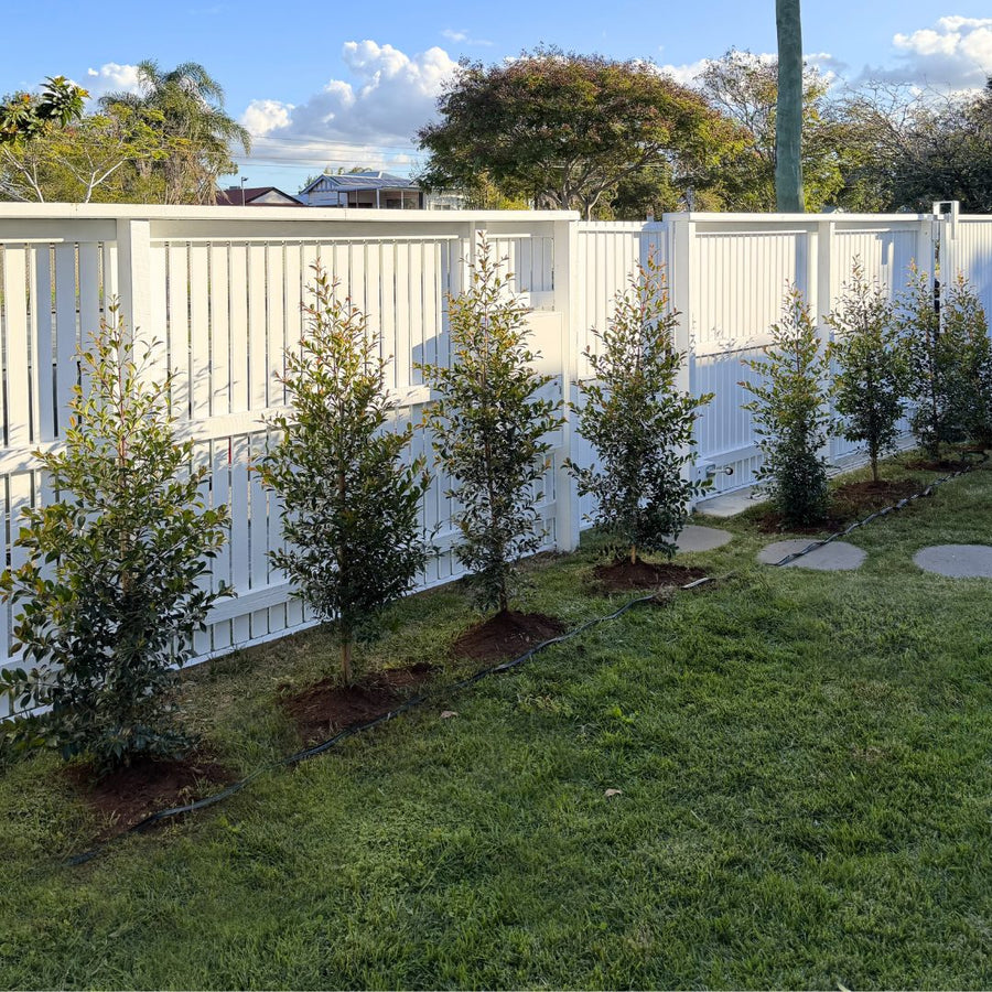 After: a white fence before and after an advanced hedge row was planted