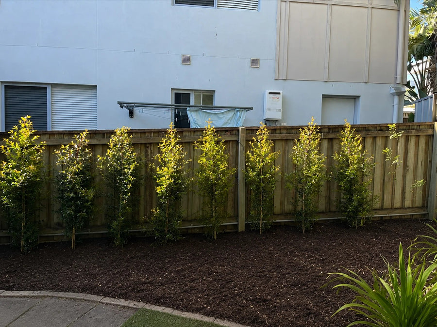 After: Timber fence with two storey townhouse windows overlooking the yard, screened by an advanced Lilly Pilly hedge