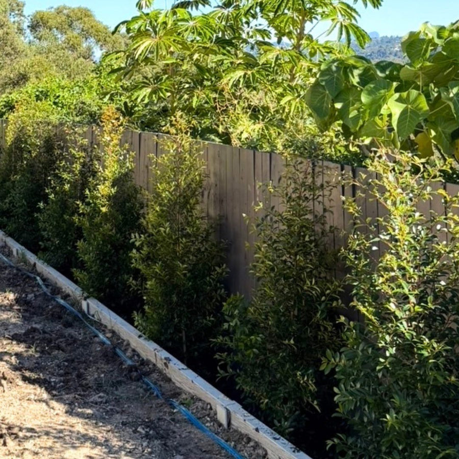 After: a dark timber fence before and after a dense hedge was planted along it
