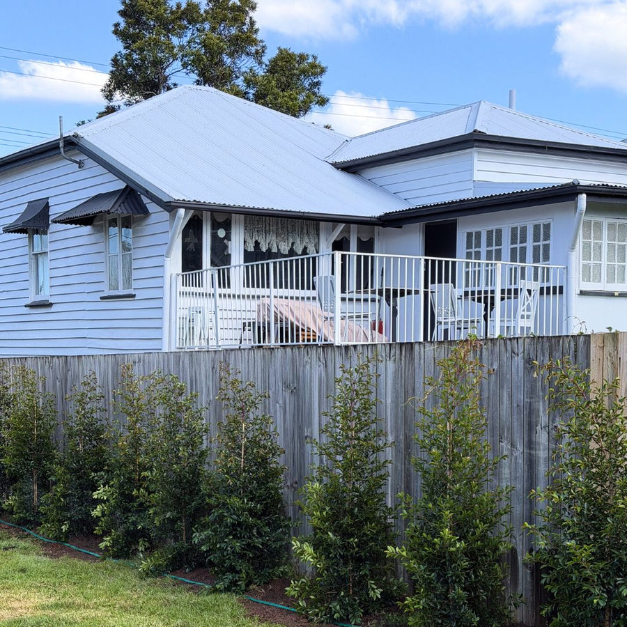 After: a Queenslander home before and after a hedge row was planted along the side boundary fence