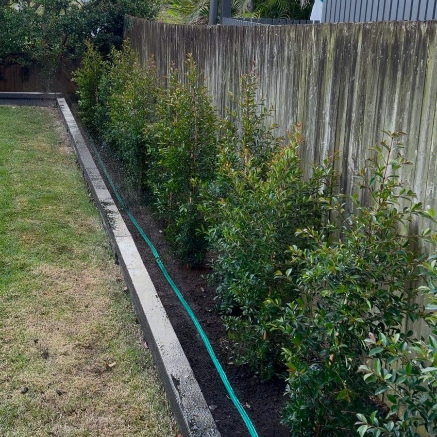 After: Our crew preparing the side boundary bed, then the planted Lilly Pilly screen along the same fence