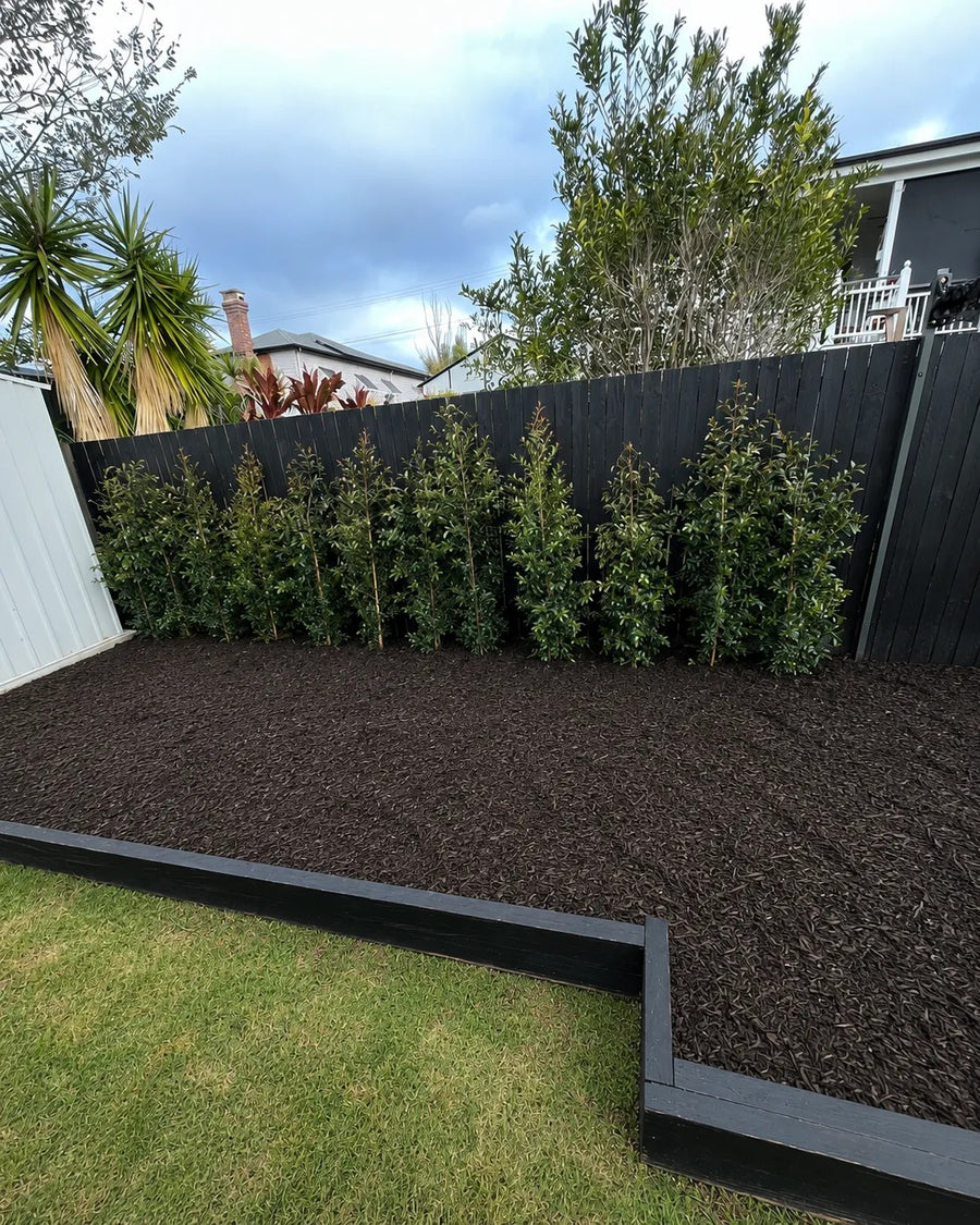 After: Empty garden bed along a black timber fence transformed into a lush courtyard hedge screen